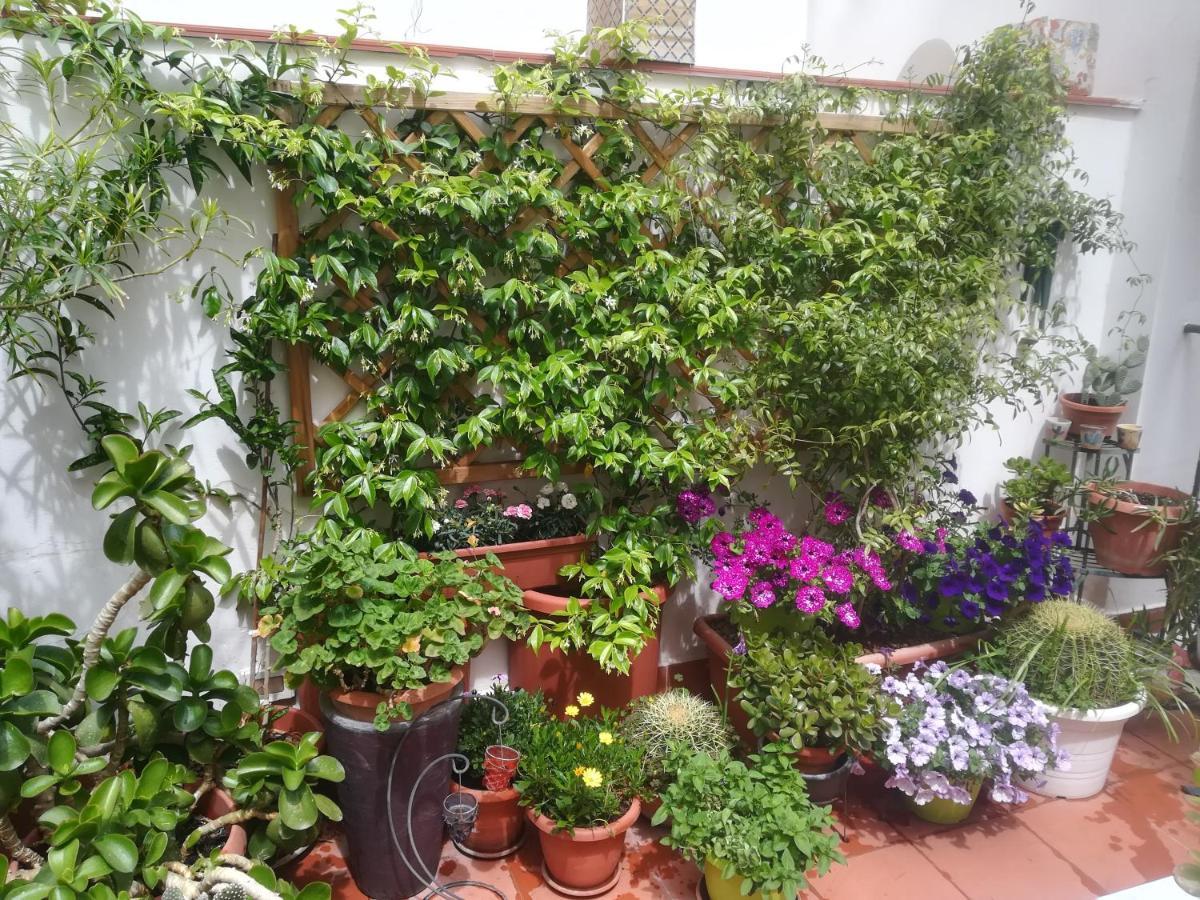 At Kalsa Quiet Flowered Terrace! Free Parking! Ideal For Remote Working!