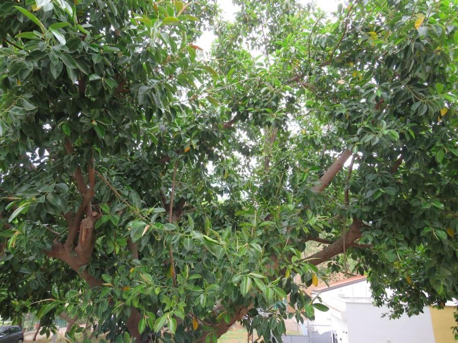 Relax Nel Verde- Giodapi Palm Appartamento *