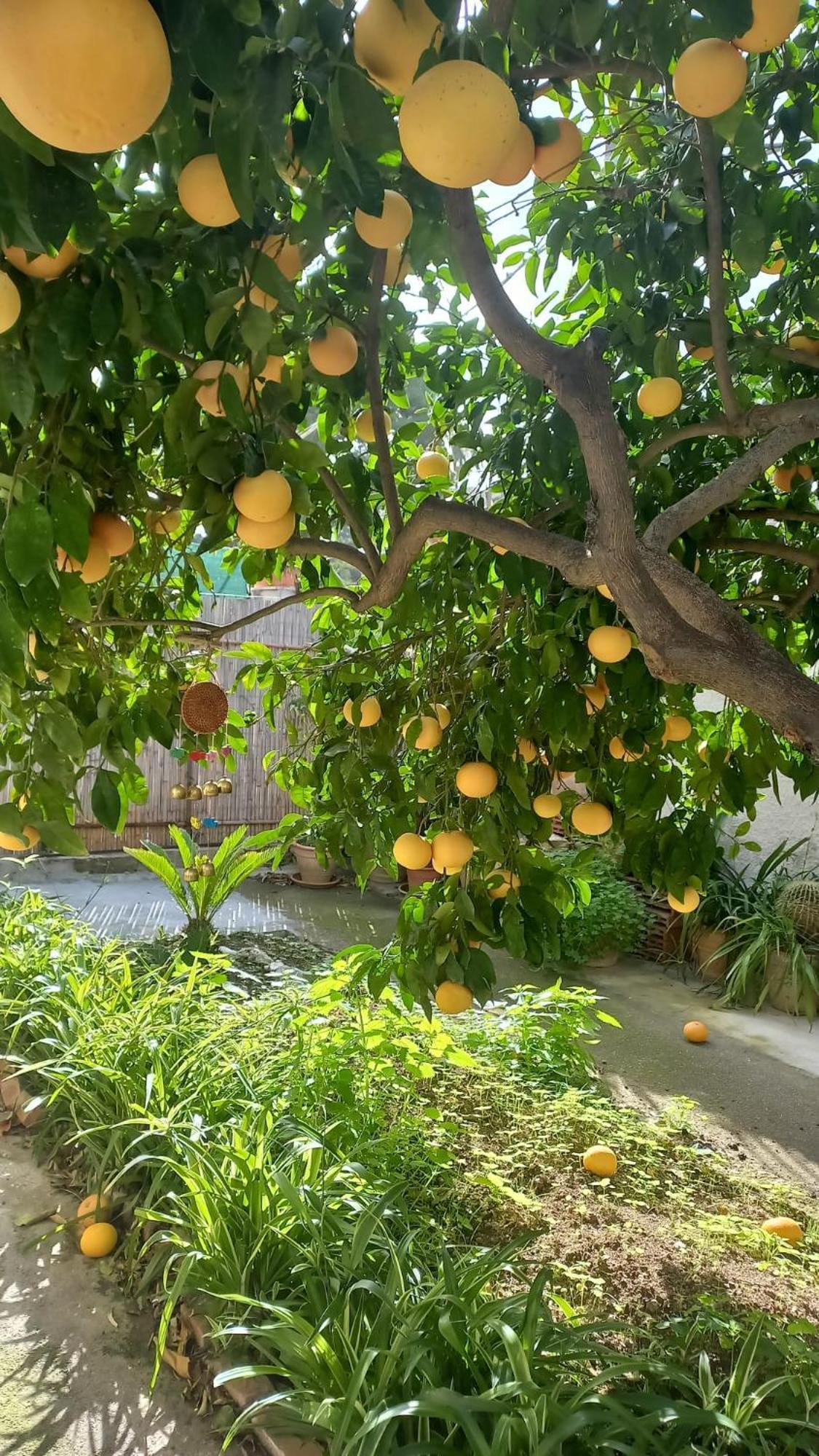 Lemon Garden Palermo