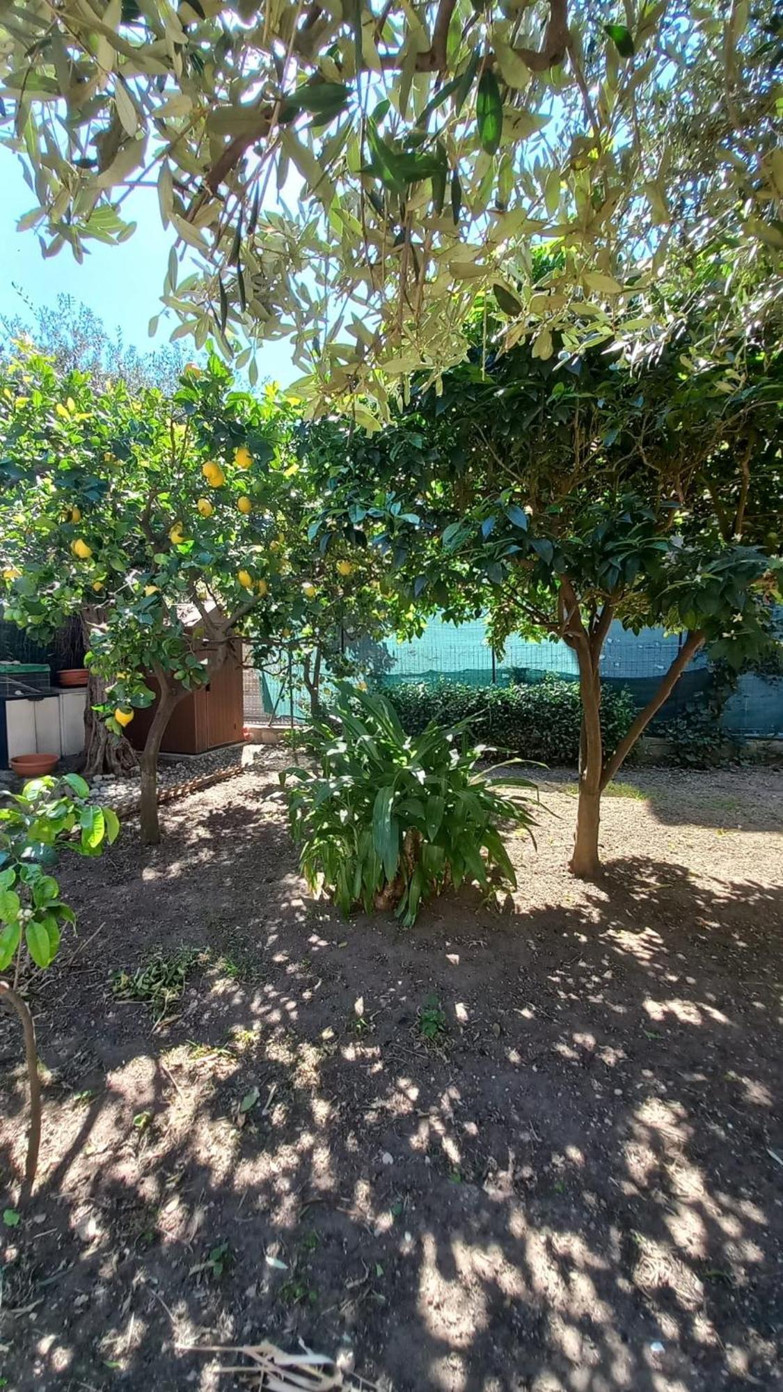 Lemon Garden
