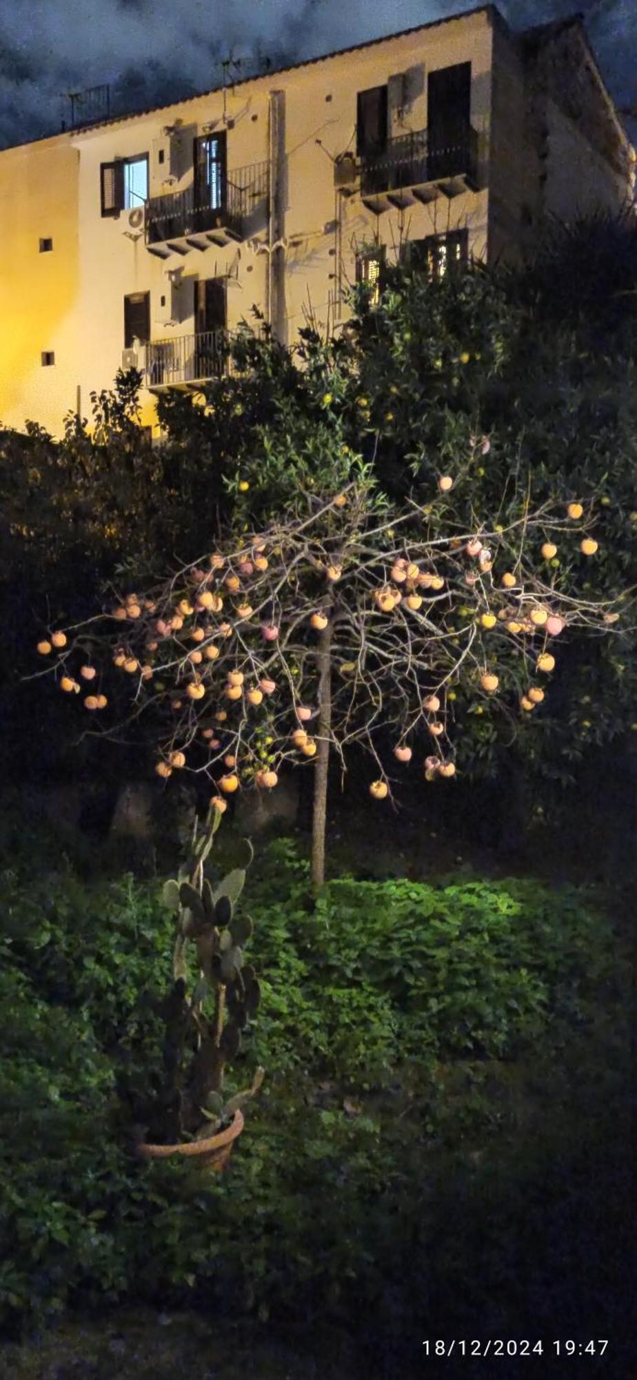 Jujube Hortus 4 * Palermo