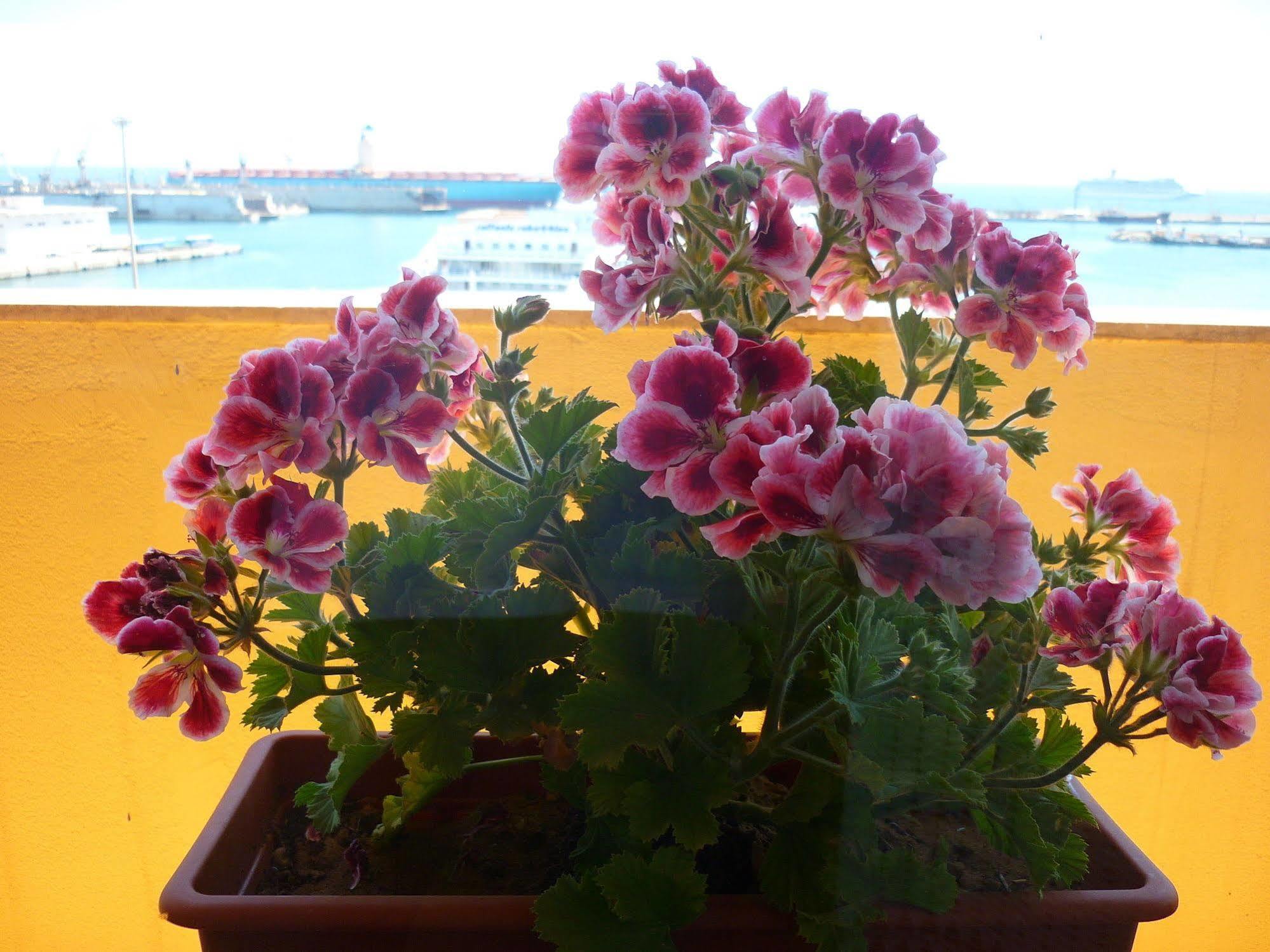 Bed & Breakfast Vista Mare Palermo