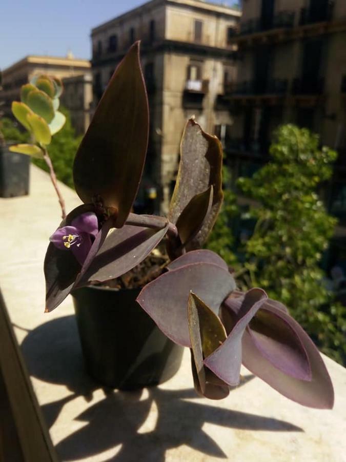 Palazzo Savona 2*