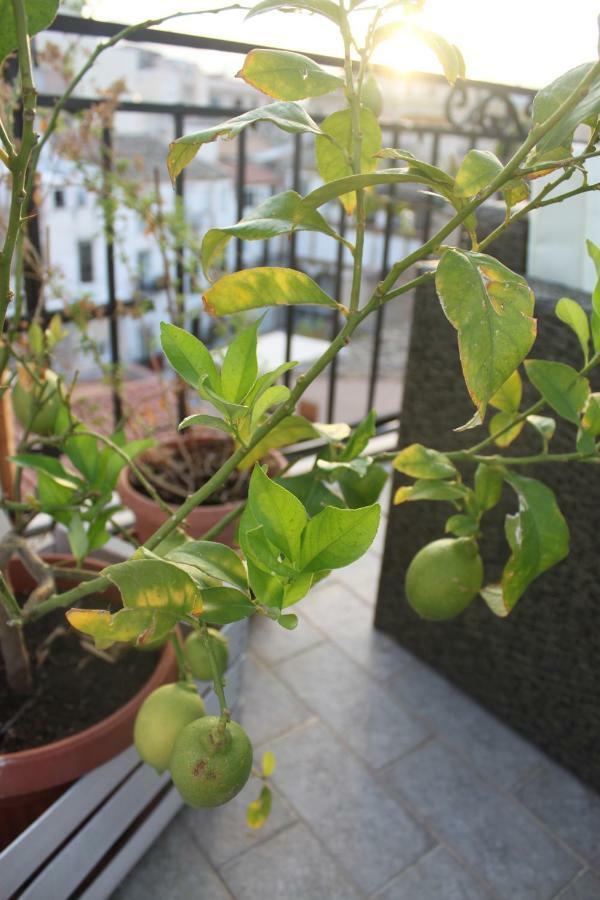 Dimore De La Rosa Apartment *