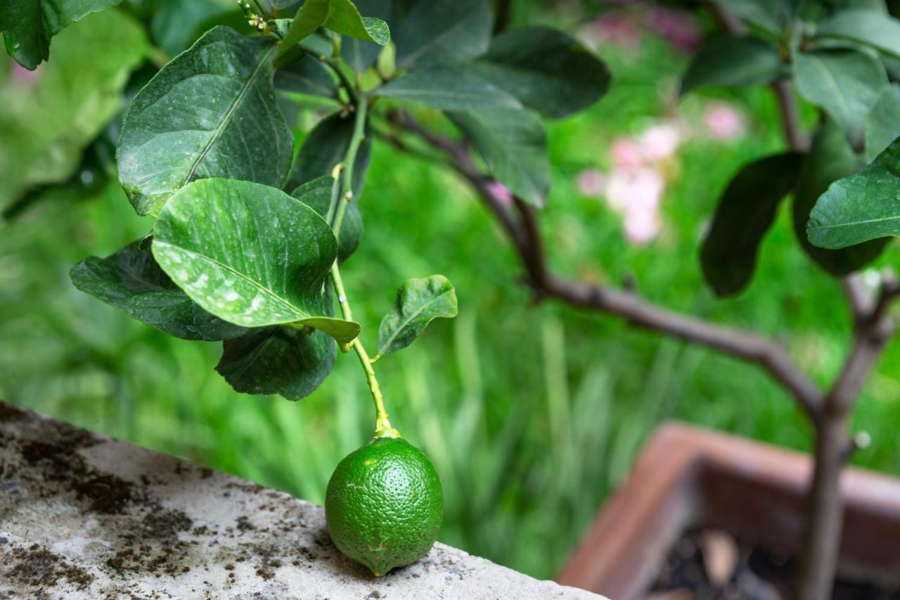 Garden In Private On Via Liberta Palermo