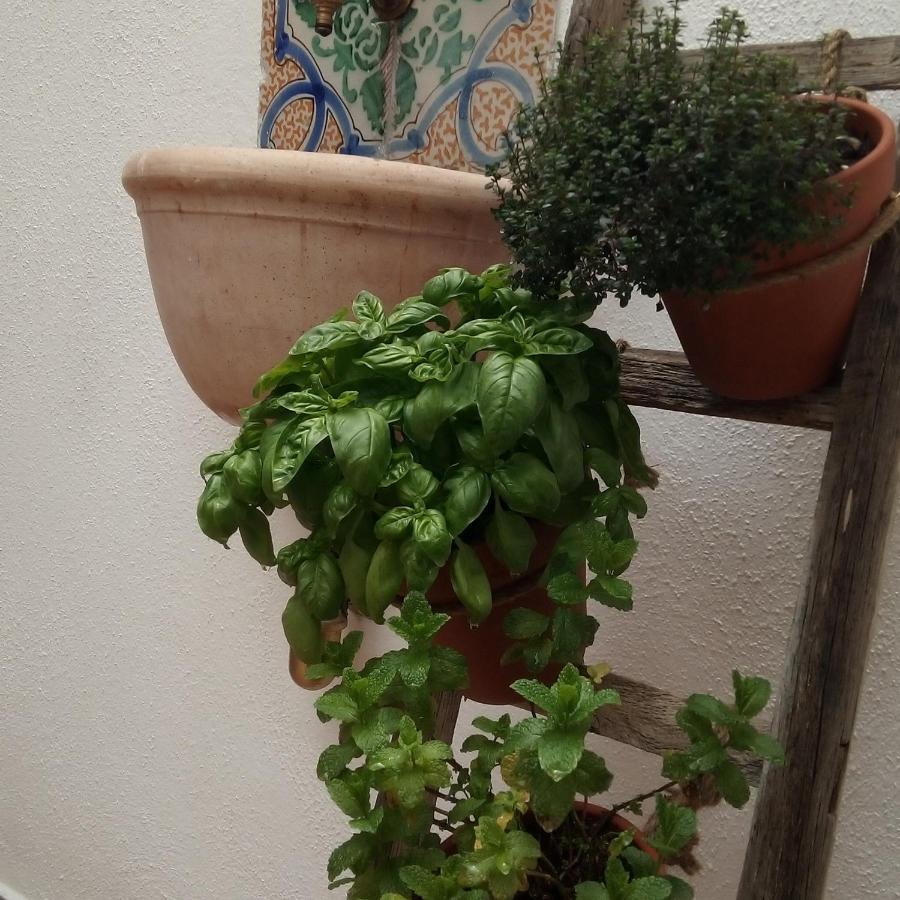 Apartment Il Terrazzino Sul Kemonia