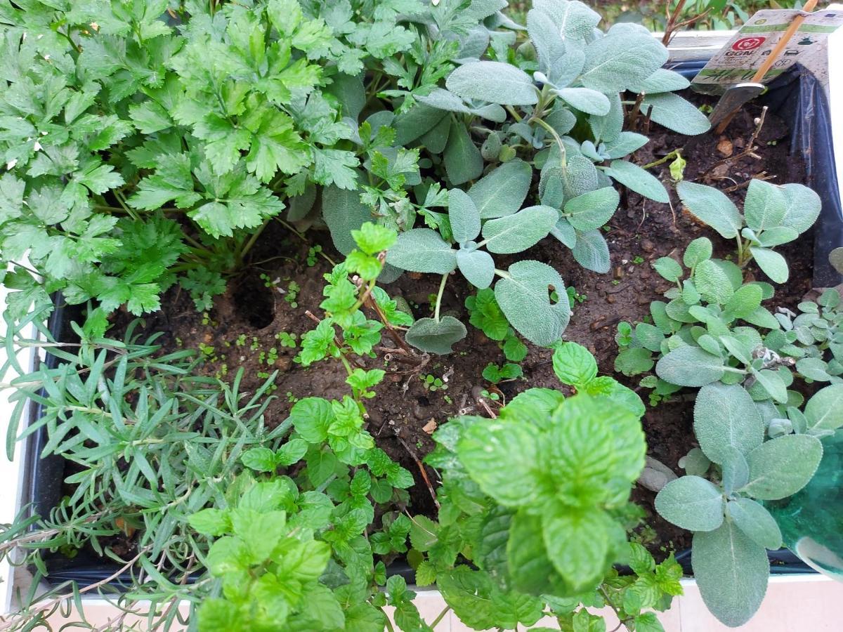 Casa Al Giardino - Relax Nel Cuore Di *