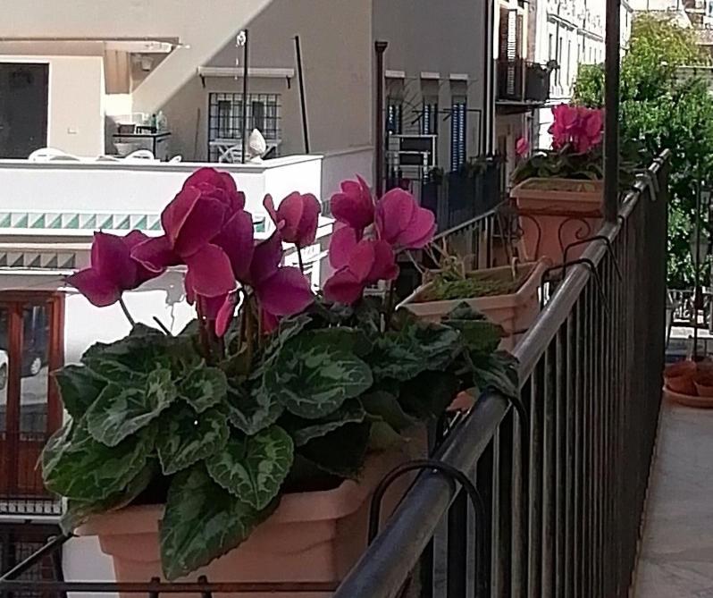 Calimero Luxury Apartment Palermo