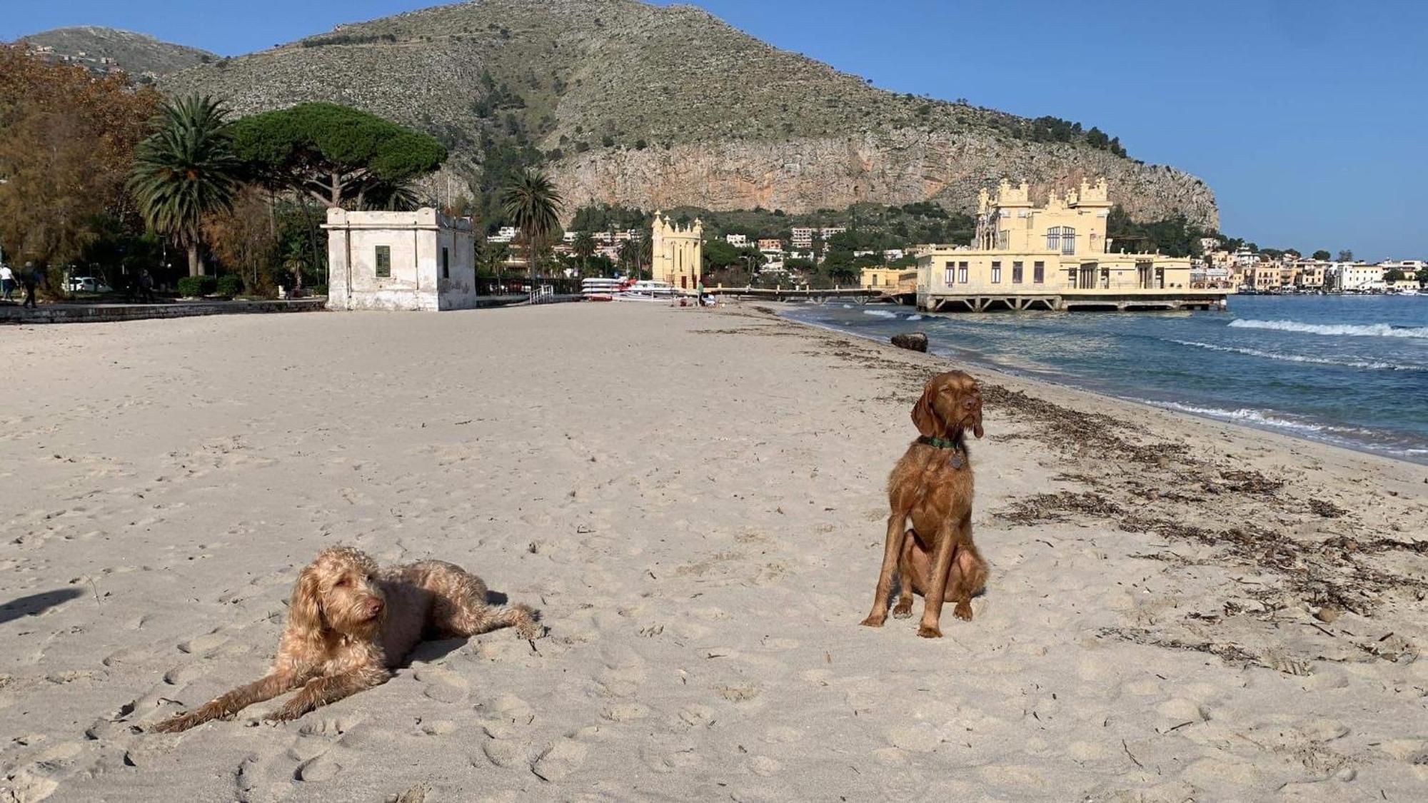 Apartment Due Cani