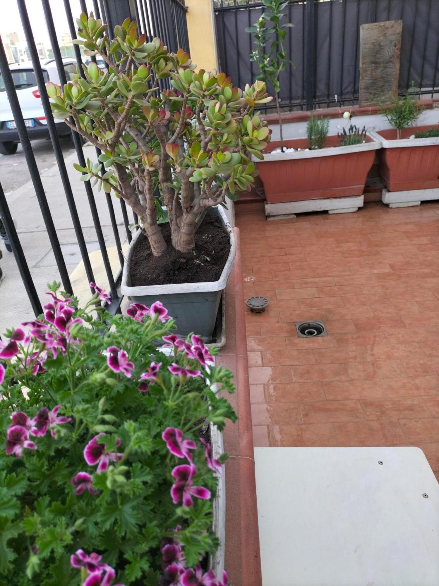 Ciuridda Mia Palermo
