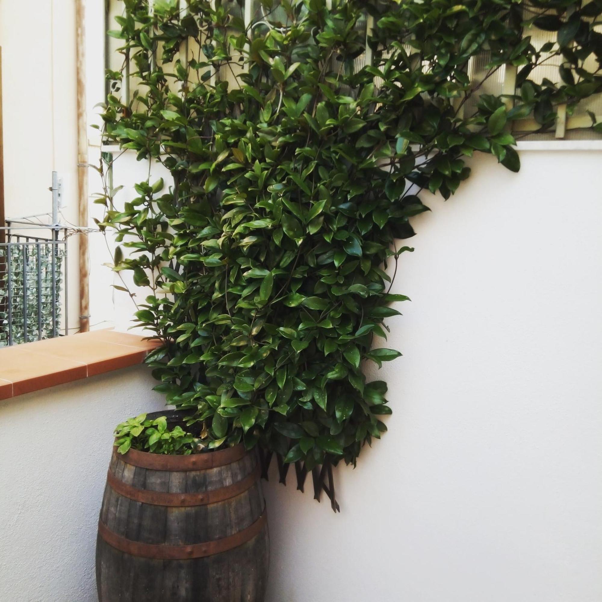 Apartment Il Terrazzino Sul Kemonia Palermo