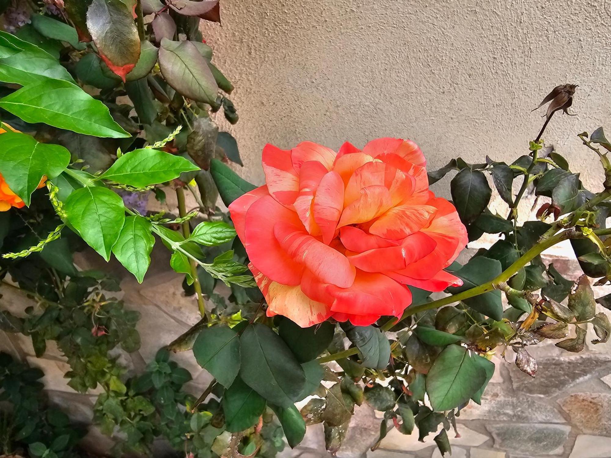 Rosa Bed & Breakfast Palermo