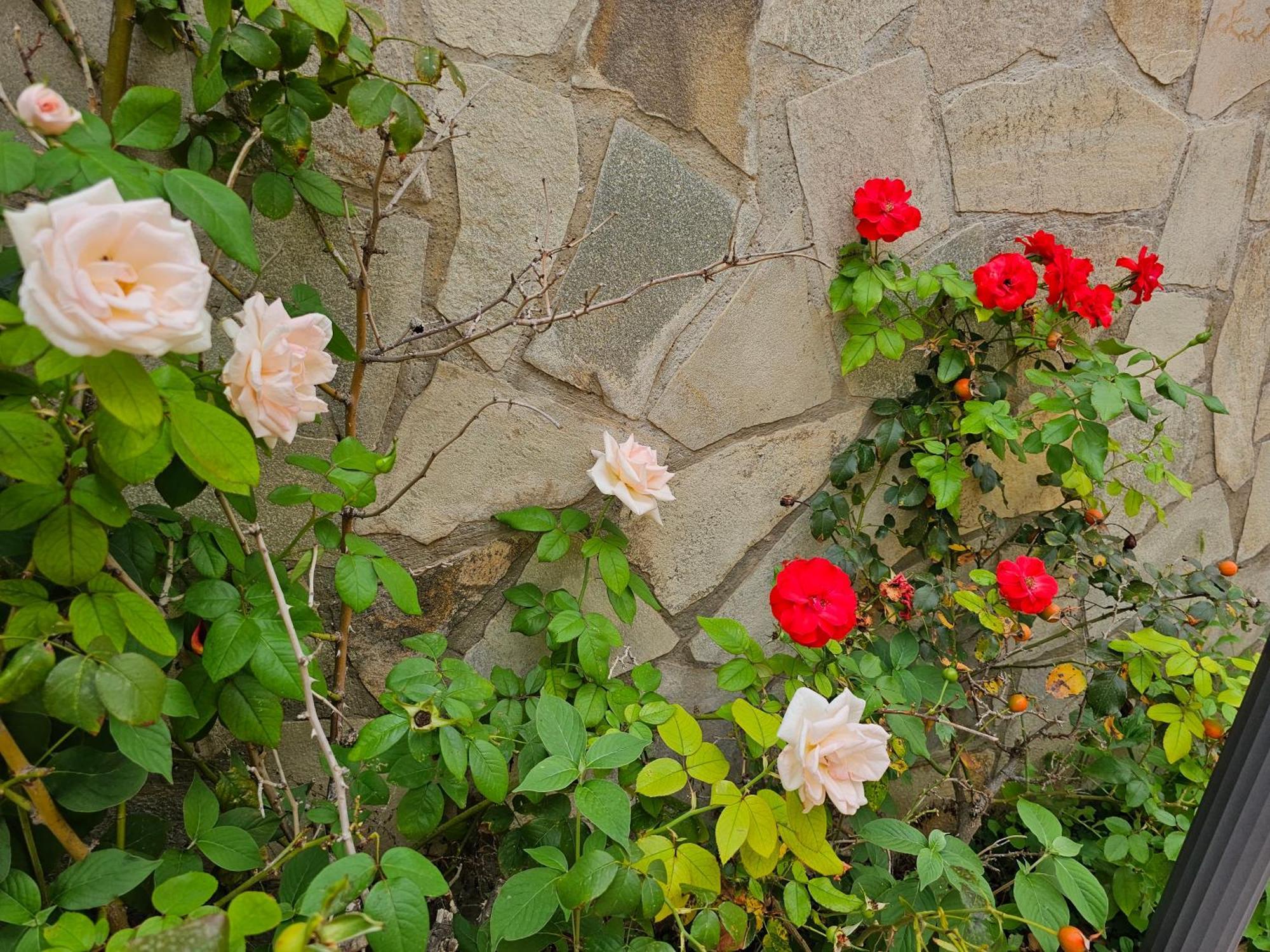 Rosa *