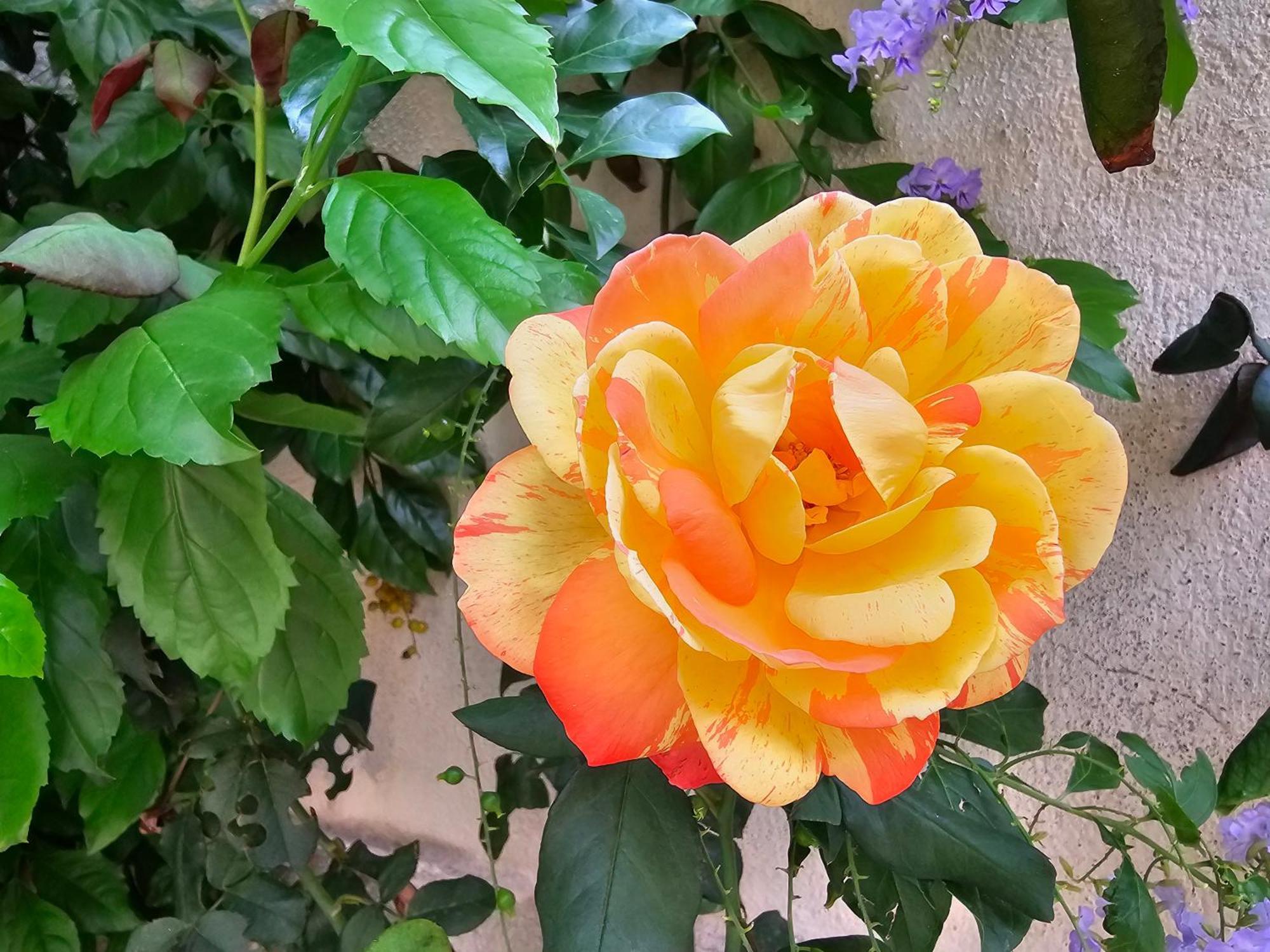 Rosa * Palermo