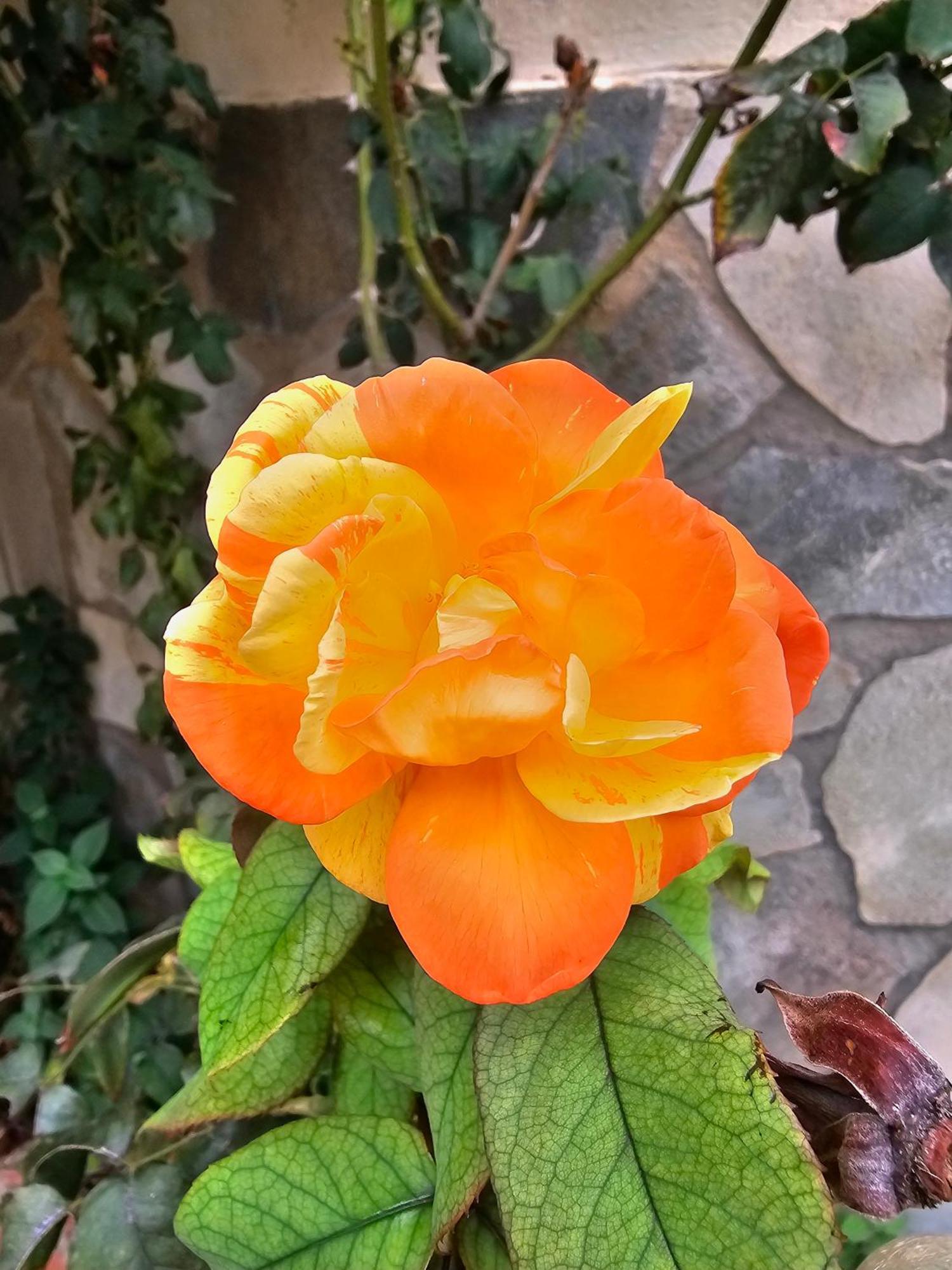 Rosa Bed & Breakfast