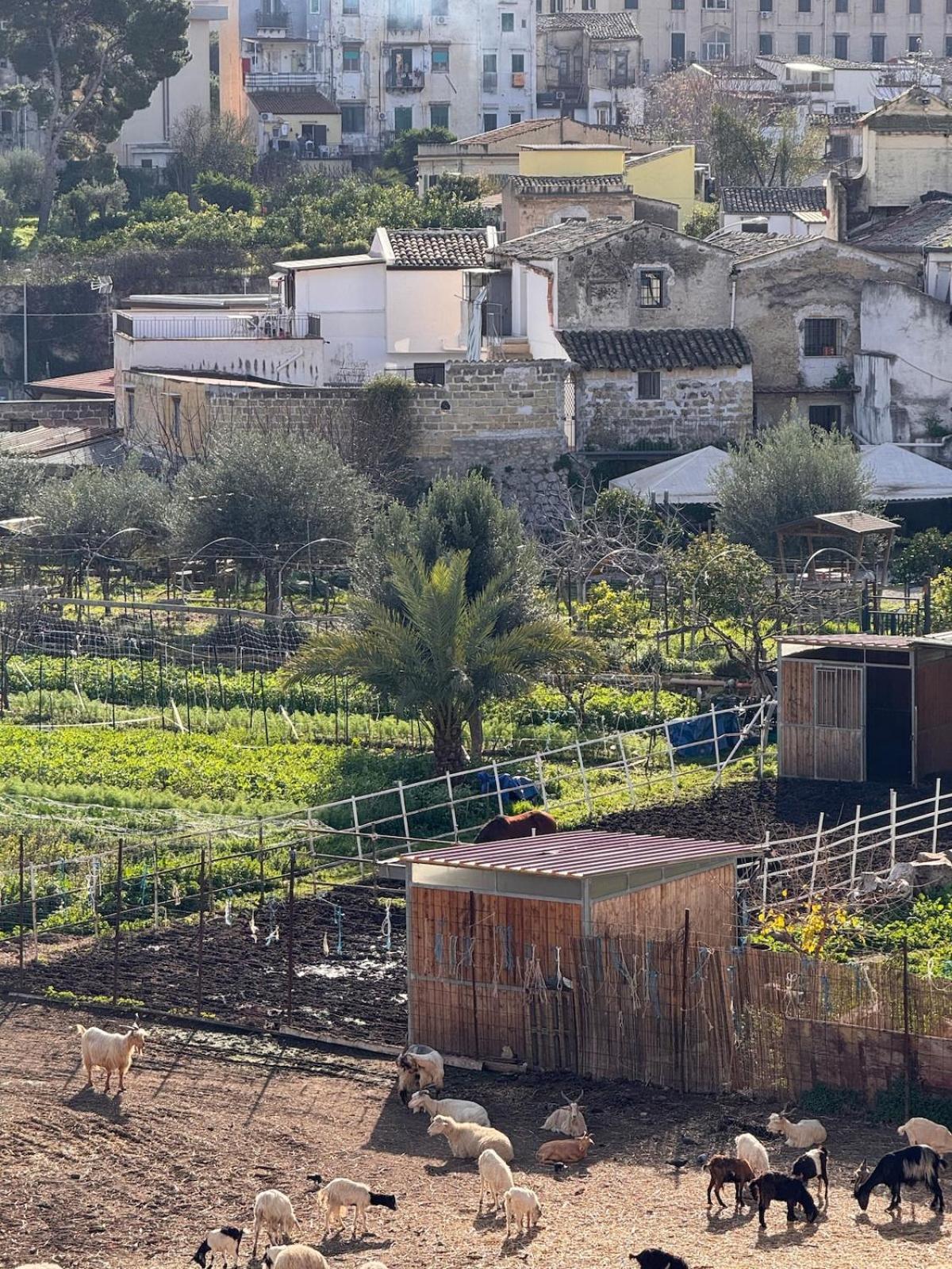 Suli D'amuri