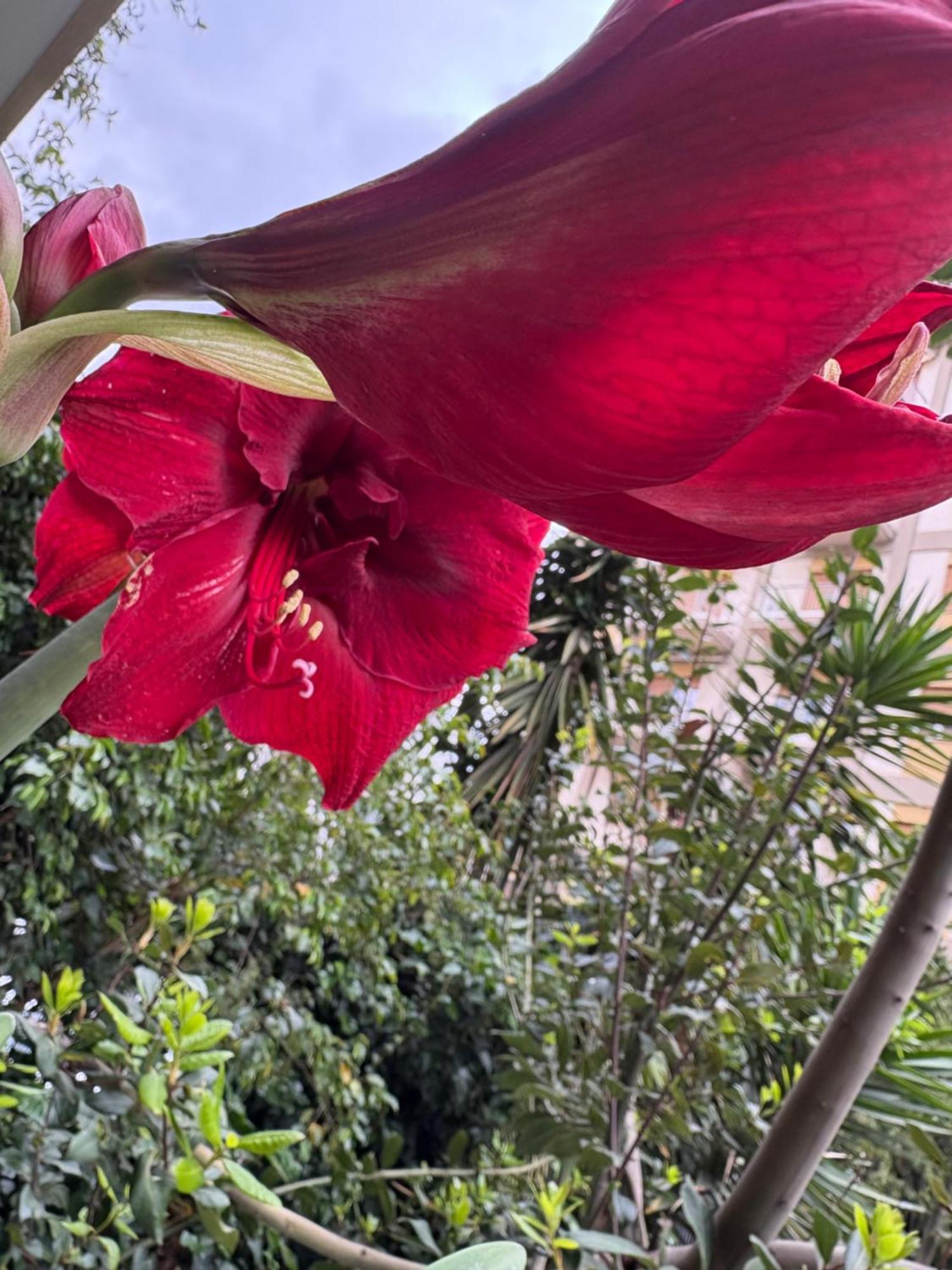 Penelope Homestay Palermo