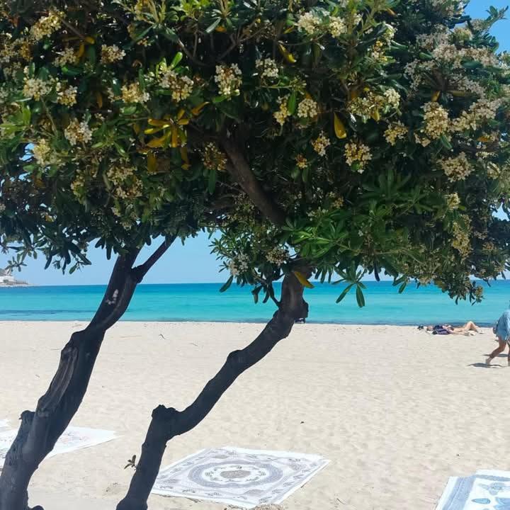 Juno's Mondello