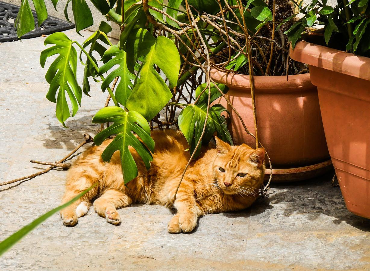 Giardino Dell’alloro - Locazioni Turistiche Bed & Breakfast Palermo